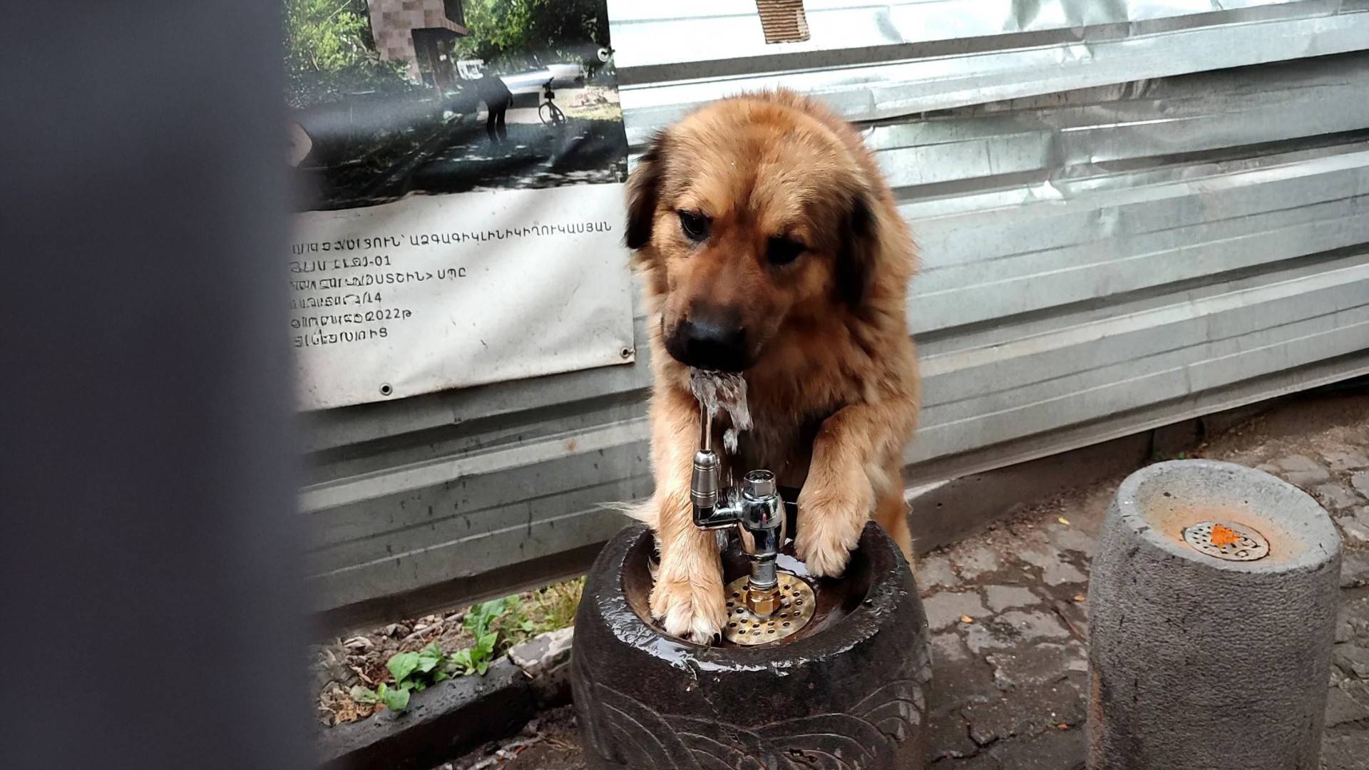 Ermenistan'da aktivistler sokak hayvanları için endişeli