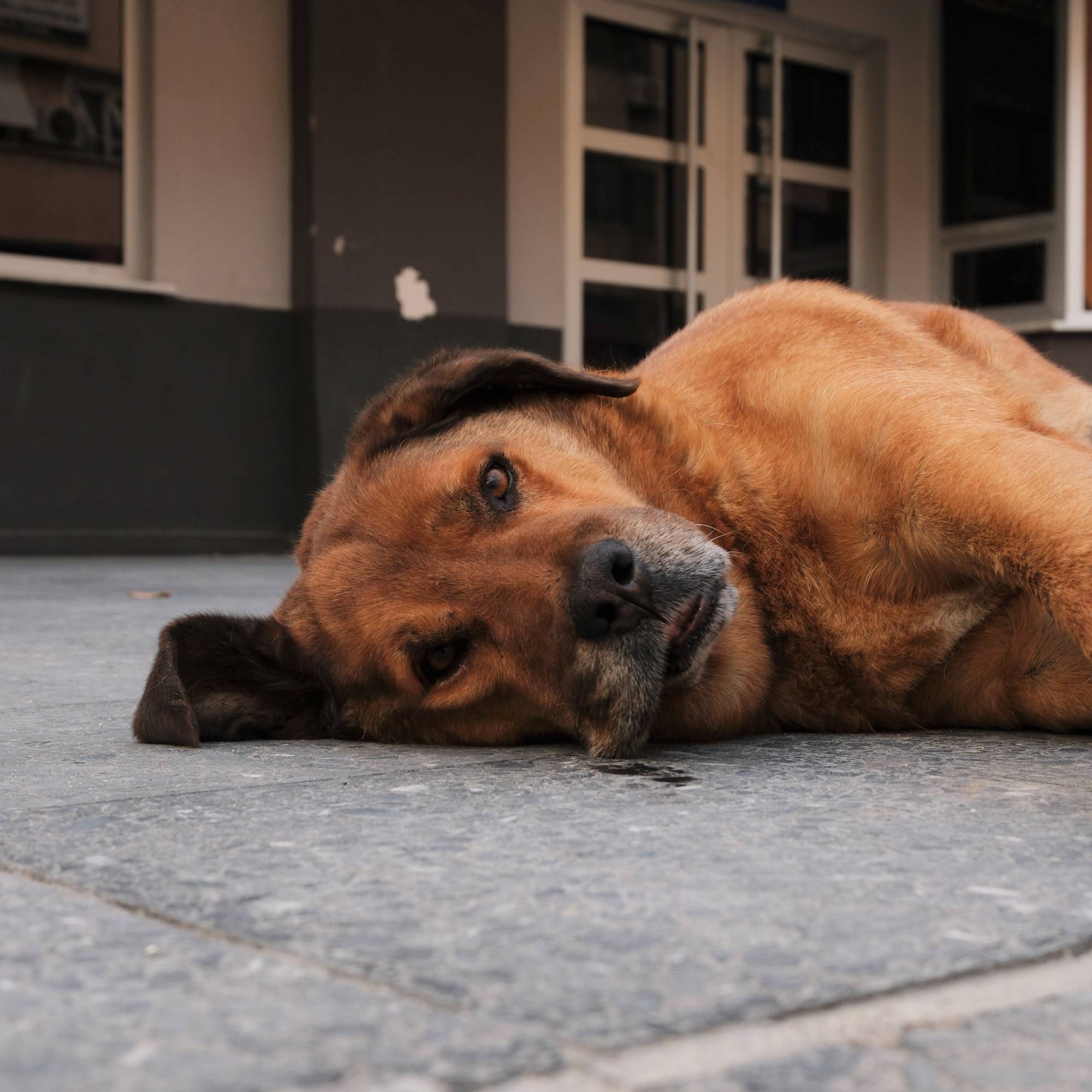 "Yıl sonuna kadar sokak köpeklerinin hepsini barınaklara toplatacağım"