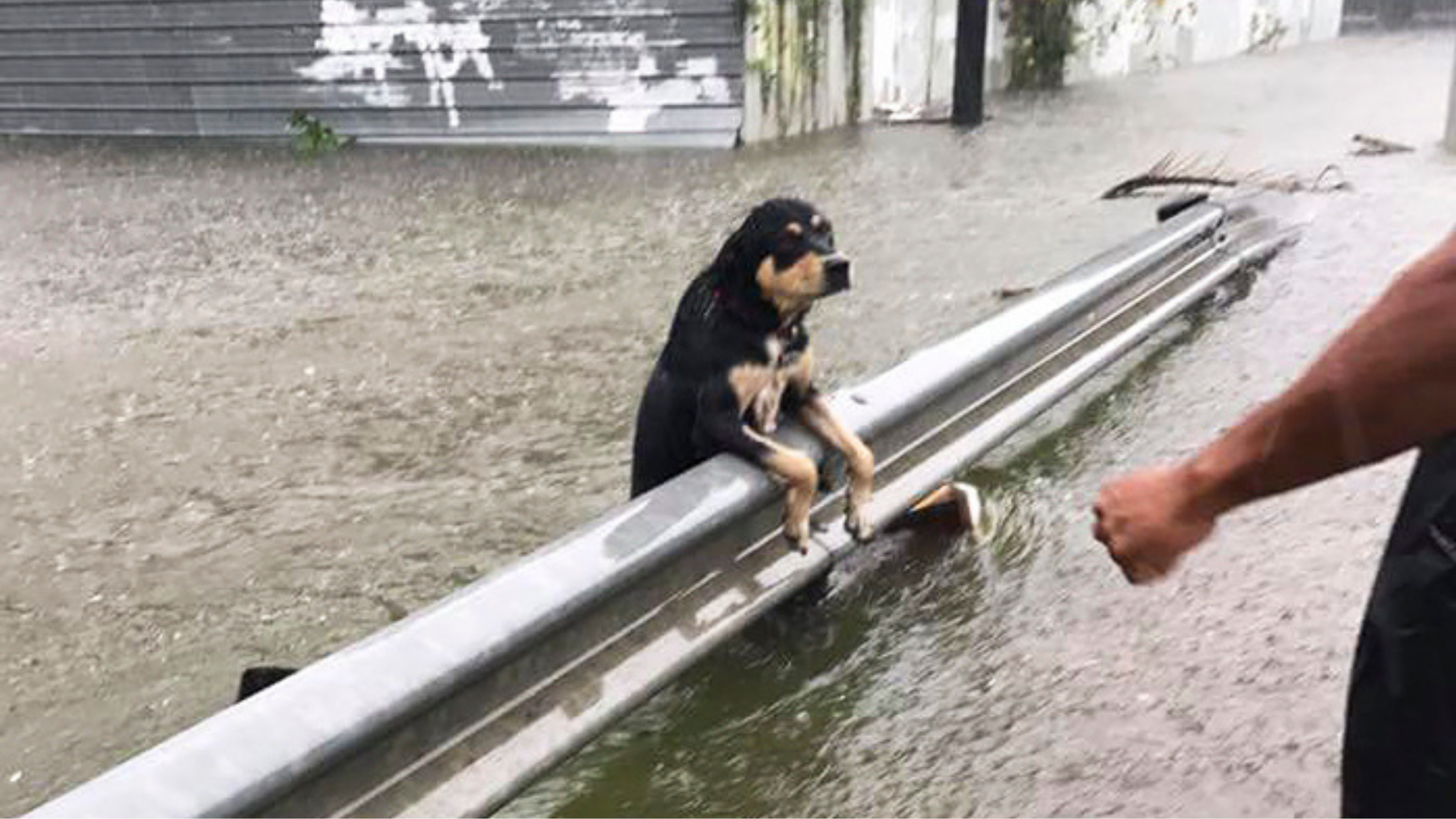 Köpekler bu kez sele kapılmadı