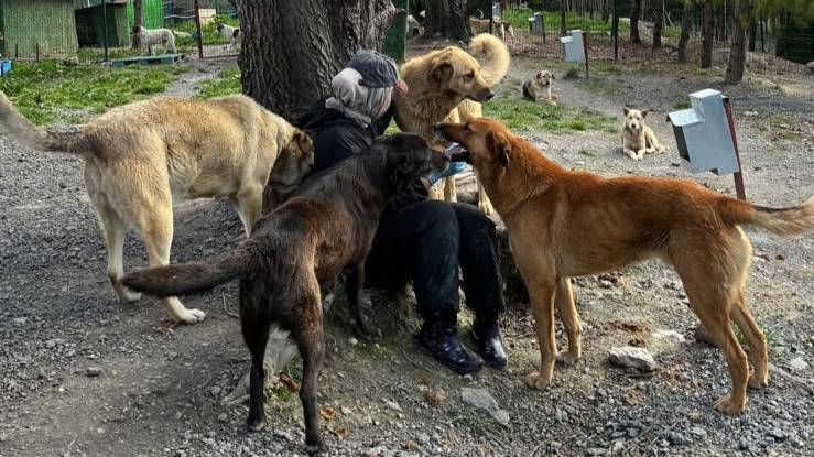 Ankara, İstanbul, Diyarbakır’da “köpek operasyonu”