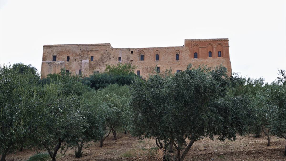 Deyrulzafaran Manastırı’nda zeytin hasadı başladı: Verim ve kalite arttı