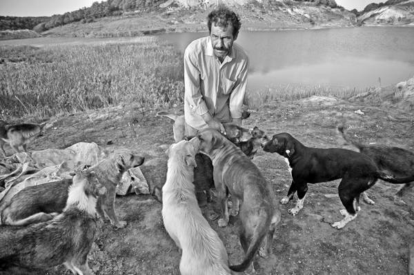 Zehirlenmiş köpeklerin kampı