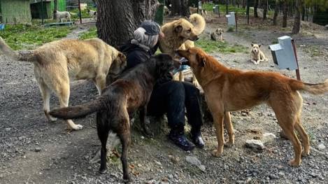 Ankara, İstanbul, Diyarbakır’da “köpek operasyonu”