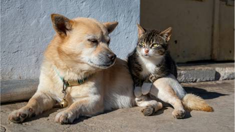 Köpek annesiyiz, kedi babasıyız. Ne olmuş?