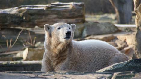 Knut’un ve diğer ayıların yaşamı