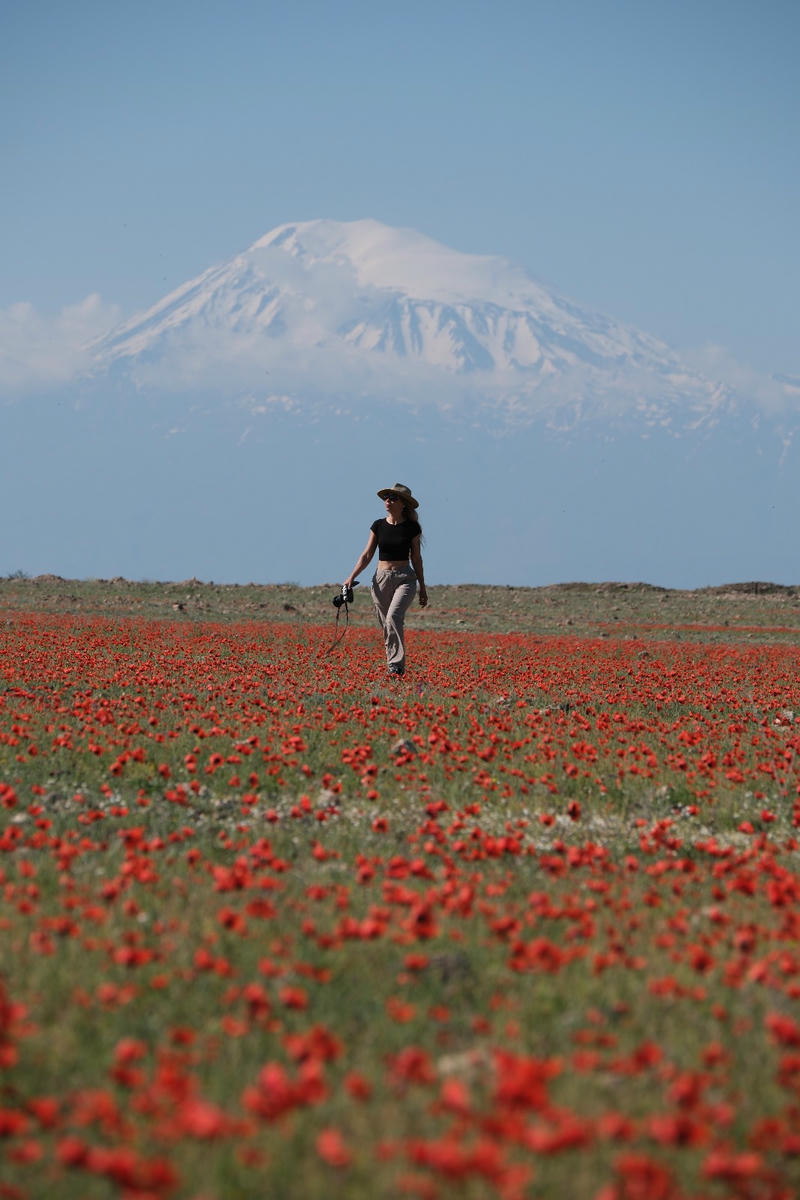 Yerevan-Gümrü yolundan Ağrı Dağı/Ararat ve gelincikler 