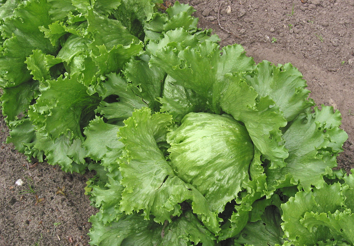 Դռները բացէ՛ք, Գարուն է գալիս…