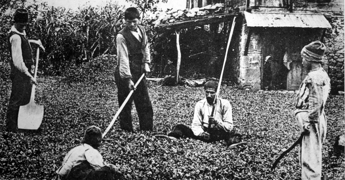 Ermenilerin fındık üretimiyle  Cumhuriyet’e katkısı hâlâ ‘gizli’