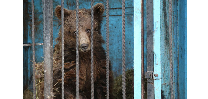 Dünyanın en hüzünlü hayvanat bahçesi