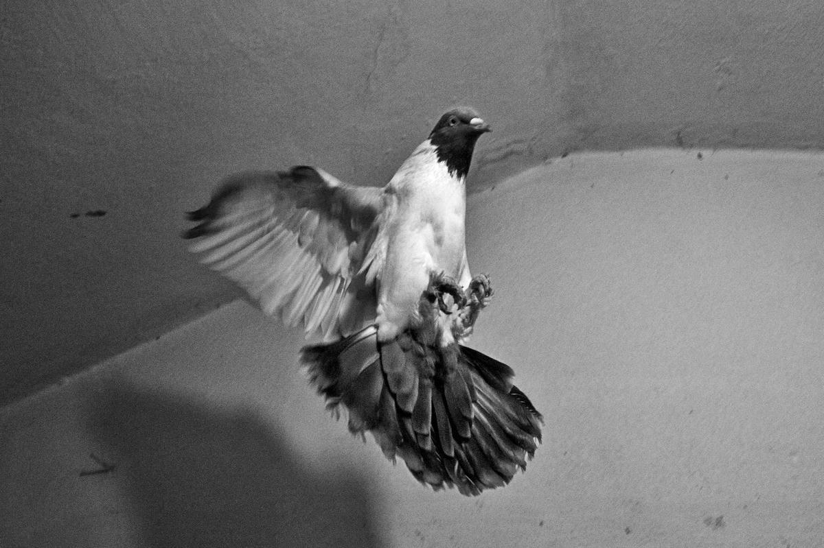  Karapınar: “Şimdi bir güvercin var, uçar ama boş, gelir pat düşer. Ama diğerini bir uçurursun vazifesini noksansız yapar.”