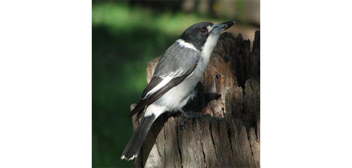 Աքաղաղի եւ կաչաղակի մասին առասպելները