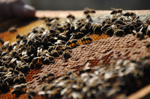 Fotoğraf: Coşkun Aral