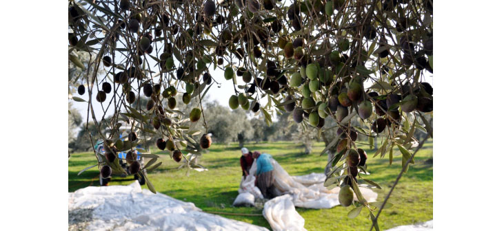 ‘Zeytin Tasarısı’ yedinci kez Meclis’e geliyor