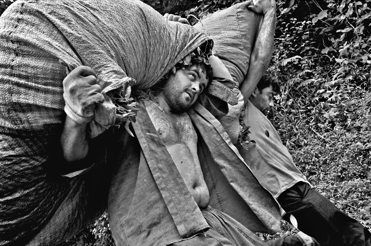 Hasat / lensler konuşabilseydi