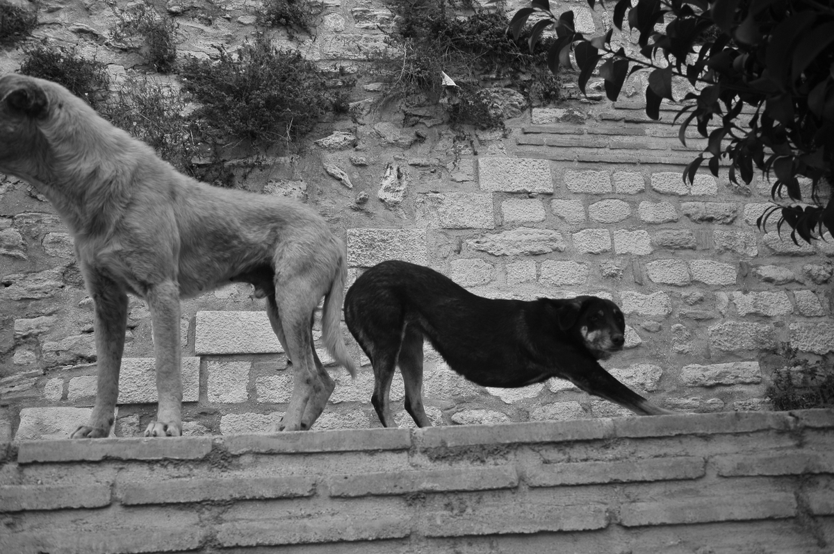 Çalo / lensler konuşabilseydi