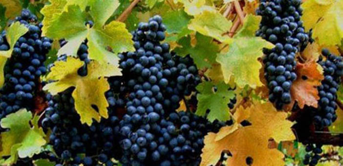 Խաղողի տօնը՝ Աստուածածին