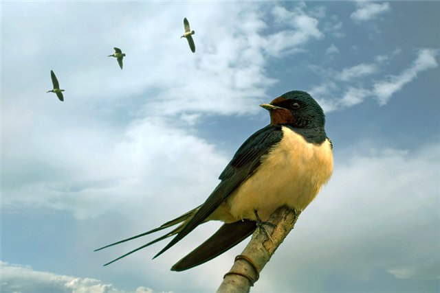 Ծիծեռնակ՝ «գարնան հին գուշակ»