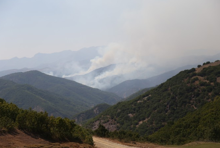 Խտրականութիւն նոյնիսկ ծառերու միջեւ