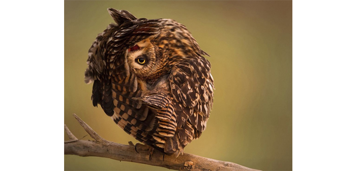 Խորհրդաւոր թռչուն մը