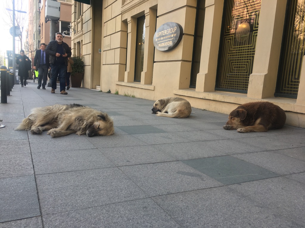 “Başıboş köpek sorunu yok, belediye sorunu var”