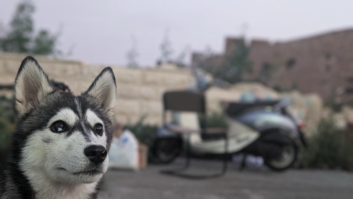 Երուսաղէ՛մն ալ հայրենիք է, Թորոնթօ՛ն ալ...