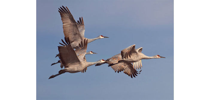 Ուստի՞ կու գայ կռունկը
