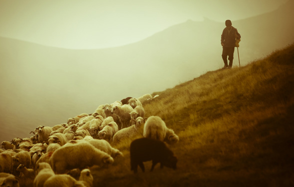 Հովիւի Բախտը