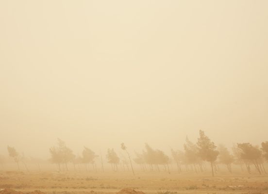  Ağaçlarda saklı tarih