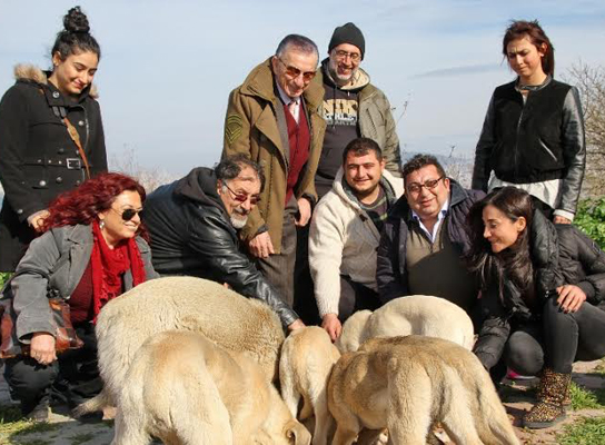 Adalar sokak hayvanları için birleşti  