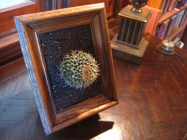 Kışın kıyısında kaktüs çiçeği  