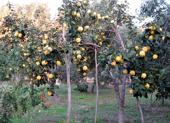 Anuş Teyze’nin yokluğu ve yüzleşme  