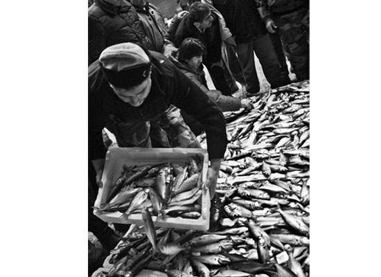 Bu sezon bol hamsi, bol palamut