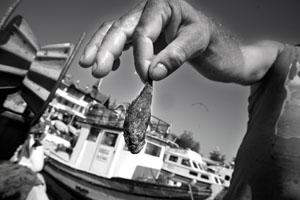 Balıkçılıkta yönetmelik tamam sıra denetimde