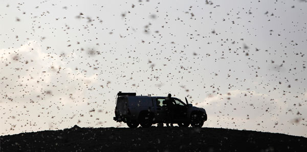 İsrail’e yönelen çekirgeler alarma geçirtti