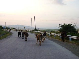 Ermenistan’da alıkonulan Azerbaycanlı çoban ülkesine iade edildi  