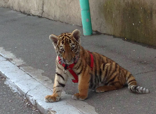 Ermenistan’da kişisel hayvanat bahçesi krizi