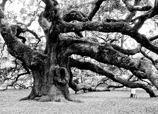 Nazaret Dağavaryan’ın Taşları ve Hayat Ağacı  