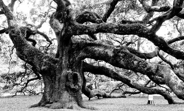Nazaret Dağavaryan’ın Taşları ve Hayat Ağacı  