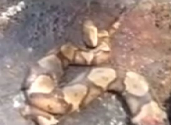 Çıngıraklı yılan kendini ısırdı!