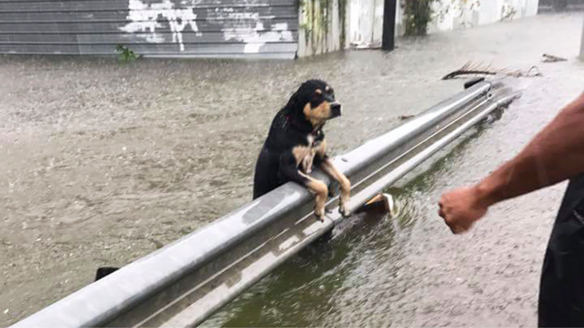 Köpekler bu kez sele kapılmadı